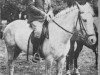Zuchtstute Grey Skies (New-Forest-Pony, 1958, von Forest Horse)