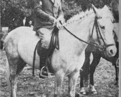 broodmare Grey Skies (New Forest Pony, 1958, from Forest Horse)