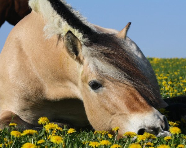 broodmare Vajetta (Fjord Horse, 2000, from Ohlsen Junior)