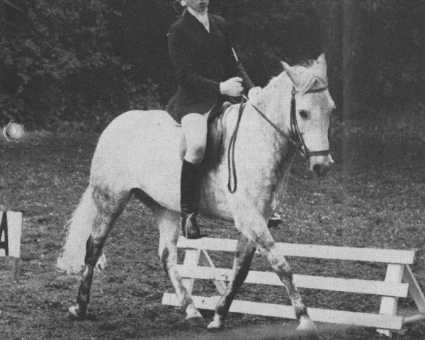 horse Crossmoor Blacky (New Forest Pony,  , from Merrie Mistral)