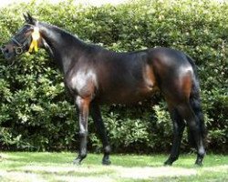 broodmare Isleen (Trakehner, 2004, from Hohenstein I)