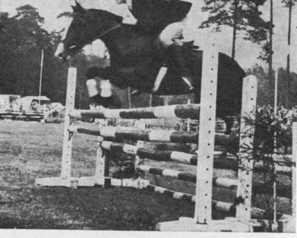 horse Forester Arabesque (New Forest Pony, 1959, from Brookside David)