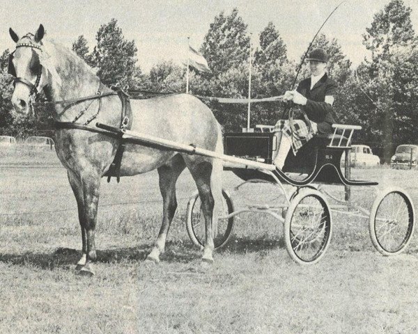 Pferd Merrie Marengo (New-Forest-Pony, 1964, von Merrie Mercury)