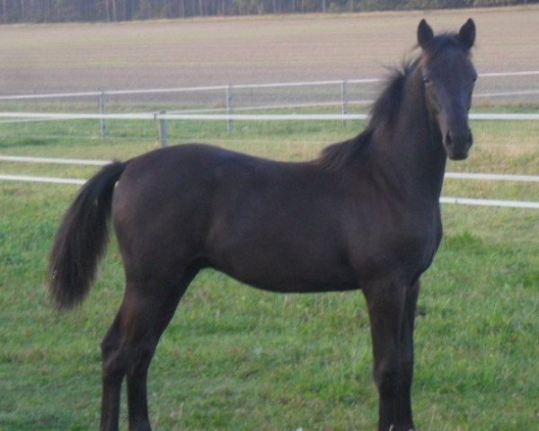 Pferd Akkarin (Adriano) (Trakehner, 2012, von Hohenstein I)