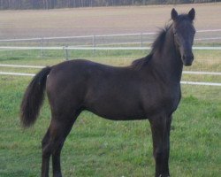 horse Akkarin (Adriano) (Trakehner, 2012, from Hohenstein I)