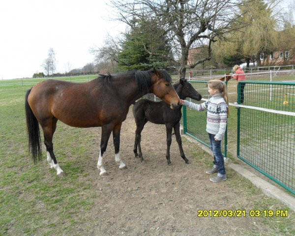 broodmare Agneta (Trakehner, 2006, from Tuareg)