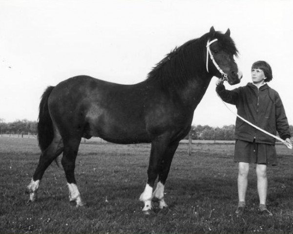 stallion Setley Boy (New Forest Pony, 1953, from Goodenough)