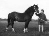 Deckhengst Setley Boy (New-Forest-Pony, 1953, von Goodenough)