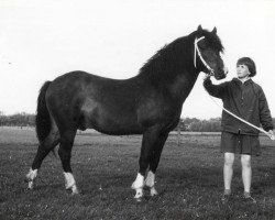 Deckhengst Setley Boy (New-Forest-Pony, 1953, von Goodenough)