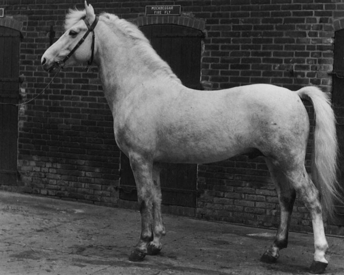 stallion Mockbeggar Firefly (New Forest Pony, 1961, from Bartley Sunny Boy)
