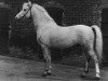 stallion Mockbeggar Firefly (New Forest Pony, 1961, from Bartley Sunny Boy)