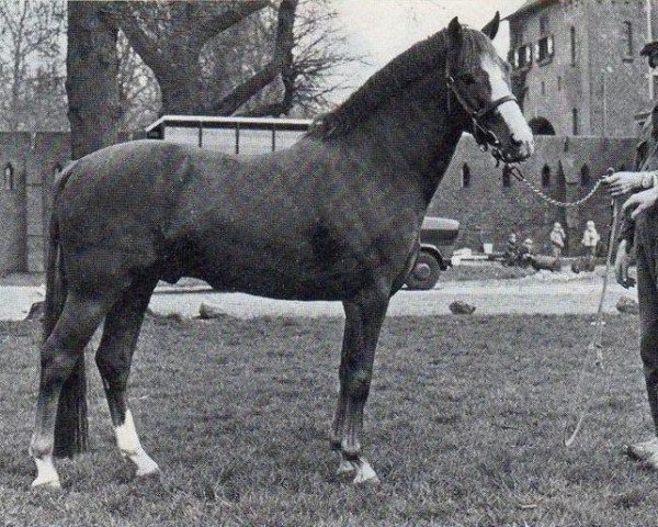 Deckhengst Silverlea Golden Guinea (New-Forest-Pony, 1971, von Silverlea Ringo Star)