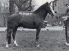 Deckhengst Silverlea Golden Guinea (New-Forest-Pony, 1971, von Silverlea Ringo Star)