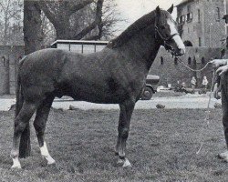 Deckhengst Silverlea Golden Guinea (New-Forest-Pony, 1971, von Silverlea Ringo Star)