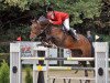 jumper Hevo van de Zwaluwehoeve (Belgian Warmblood, 2007, from Querlybet Hero)