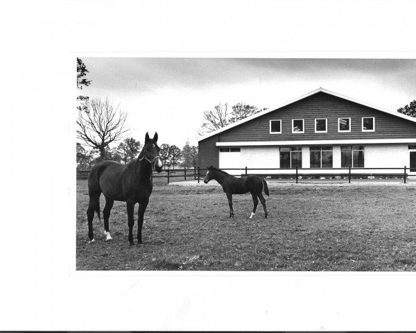 broodmare Zamira (Hanoverian, 1981, from Ramiro Z)