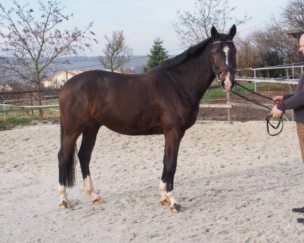 dressage horse Spezial Boy (Rhinelander, 2009, from Spielberg)