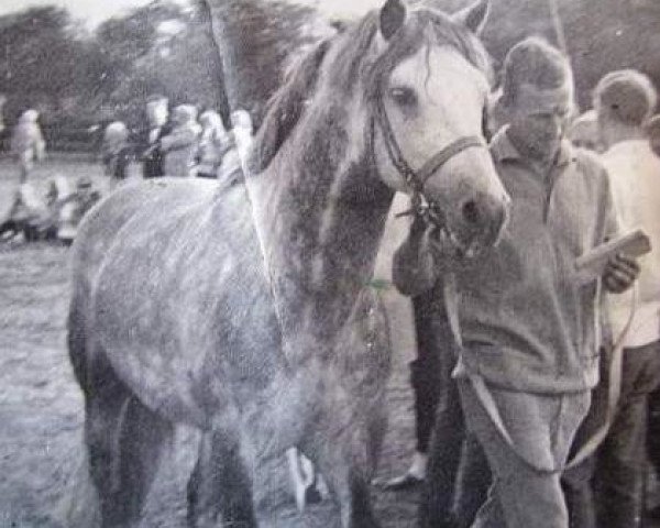 stallion Slieve Dara (Connemara Pony, 1962, from Mac Dara)