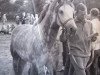 Deckhengst Slieve Dara (Connemara-Pony, 1962, von Mac Dara)