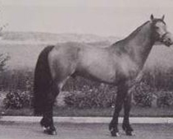 Deckhengst Brantshammar Bell Dara (Connemara-Pony, 1973, von Slieve Dara)