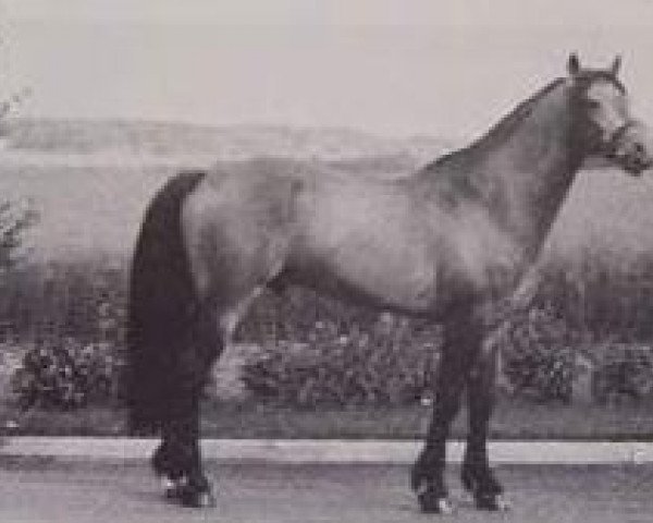 stallion Brantshammar Bell Dara (Connemara Pony, 1973, from Slieve Dara)