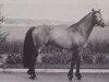 Deckhengst Brantshammar Bell Dara (Connemara-Pony, 1973, von Slieve Dara)