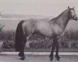 Deckhengst Brantshammar Bell Dara (Connemara-Pony, 1973, von Slieve Dara)