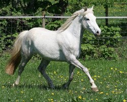 horse Wallach v. Nuts (German Riding Pony, 2008, from Nuts)