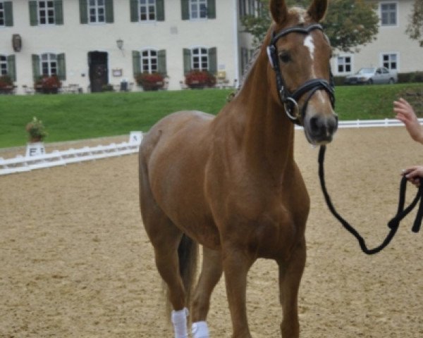 horse Stute v. Nuts (German Riding Pony, 2008, from Nuts)