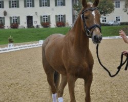 horse Stute v. Nuts (German Riding Pony, 2008, from Nuts)