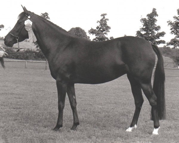 broodmare Marjolein (New Forest Pony,  , from Kantje's Ronaldo)