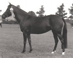 broodmare Marjolein (New Forest Pony,  , from Kantje's Ronaldo)