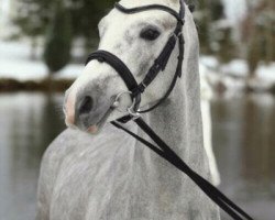 dressage horse No Time (German Riding Pony, 2010, from Nuts)