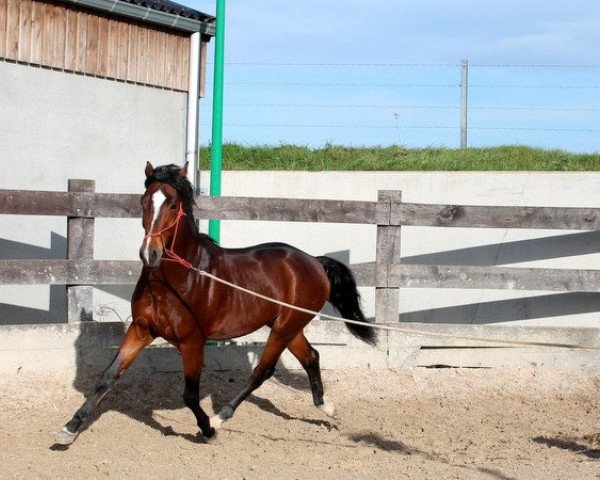 Pferd Kantje's Flueger H (New-Forest-Pony, 2010, von Mikel)