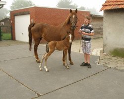 Zuchtstute Kantje's Patsy (New-Forest-Pony, 1997, von Ralph)