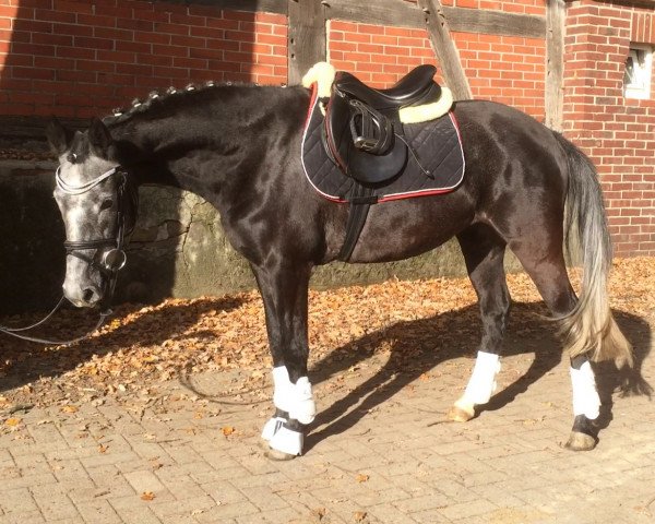 horse Nadin (German Riding Pony, 2011, from Nuts)