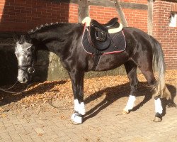 Pferd Nadin (Deutsches Reitpony, 2011, von Nuts)