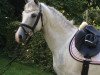 jumper Elanda O (German Riding Pony, 2008, from Nuts)