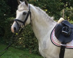 jumper Elanda O (German Riding Pony, 2008, from Nuts)