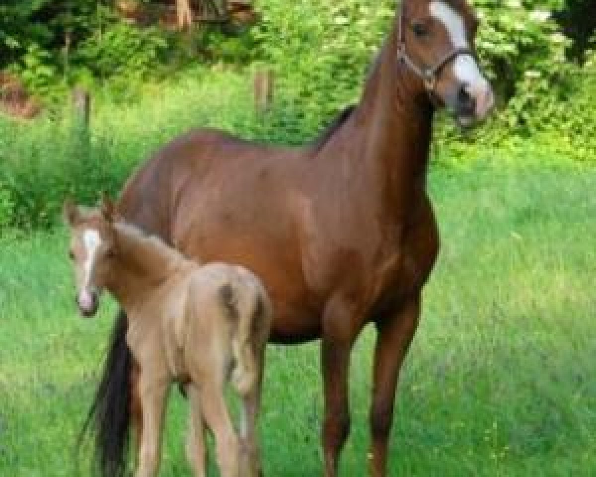 broodmare Jameelah (German Riding Pony, 2003, from Dakar)
