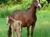 broodmare Jameelah (German Riding Pony, 2003, from Dakar)