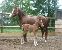 Pferd Starlight´s Just In Time (Deutsches Reitpony, 2011, von Nawar 4)