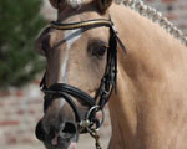 broodmare Hurricane Babe (German Riding Pony, 2005, from Stukhuster Ricardo Go For Gold)