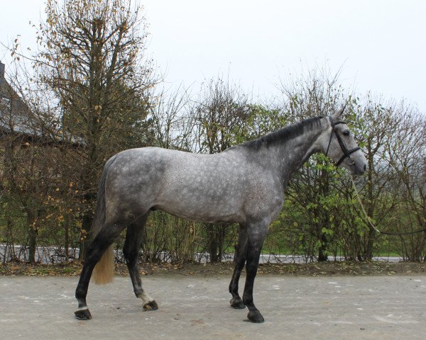 Springpferd Bachelor (Koninklijk Warmbloed Paardenstamboek Nederland (KWPN), 2006, von Cartano)