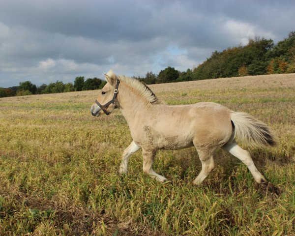 Pferd Skjold's Maximus (Fjordpferd, 2014, von Optimist Halsnæs)