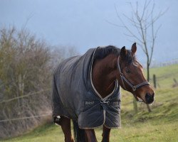 dressage horse Campino 402 (Hanoverian, 2006, from Helenenhof's Carabas)