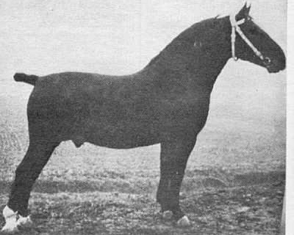 stallion Ernst (Gelderland, 1940, from Gambo II)