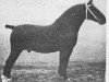 stallion Ernst (Gelderland, 1940, from Gambo II)