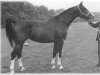 broodmare Ritta (KWPN (Royal Dutch Sporthorse), 1963, from Sinaeda)