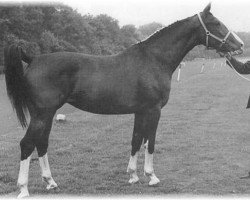 broodmare Ritta (KWPN (Royal Dutch Sporthorse), 1963, from Sinaeda)